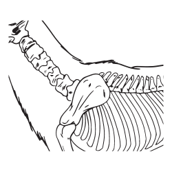 Cervical Tecidos Moles